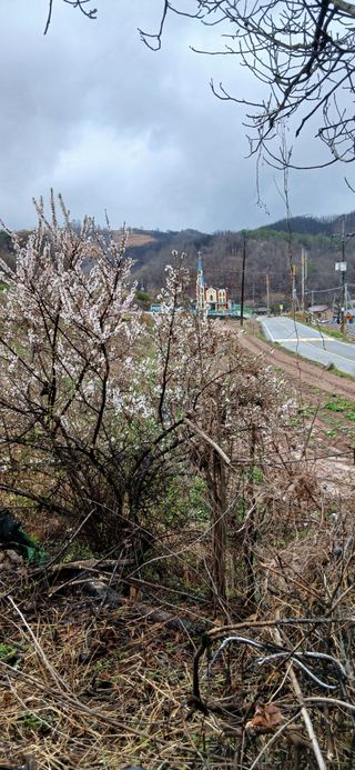 정연섭님의 기타작물 · 영농일지 작성글 사진