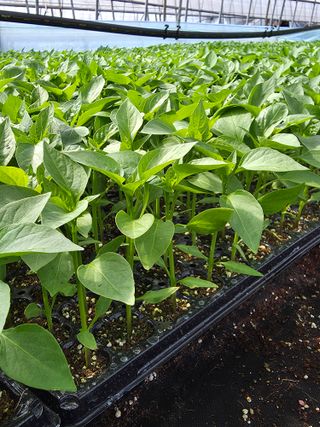 아셀모종님의 기타작물 · 영농일지 작성글 사진