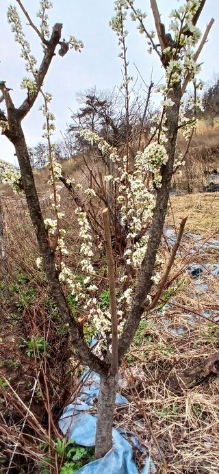 정연섭님의 기타작물 · 영농일지 작성글 사진