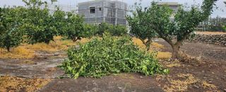 김형철님의 귤 · 영농일지 작성글 사진