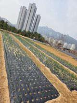 팜모닝 마늘·영농일지 게시글 이미지