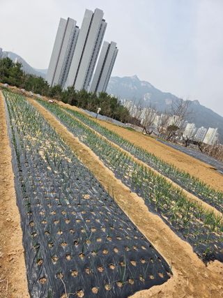 김팔열님의 마늘 · 영농일지 작성글 사진