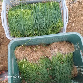 삼성농산님의 기타작물 · 영농일지 작성글 사진