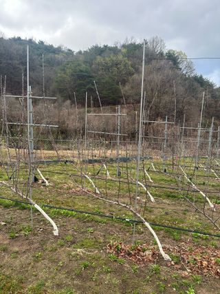 임영택님의 사과 · 영농일지 작성글 사진