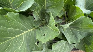 김성진님의 양배추 · 영농일지 작성글 사진