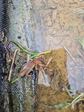 이경옥님의 기타작물 · 영농일지 작성글 사진