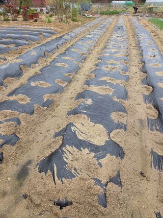 아리랑님의 감자 · 영농일지 작성글 사진