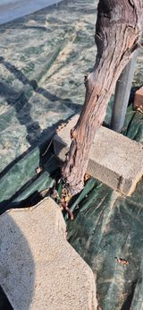 팜모닝 포도·영농일지 게시글 이미지