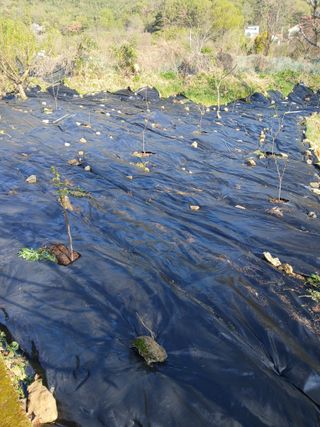 최영묵님의 감 · 영농일지 작성글 사진