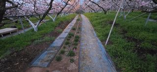 달맛햇복숭아농원님의 복숭아 · 영농일지 작성글 사진