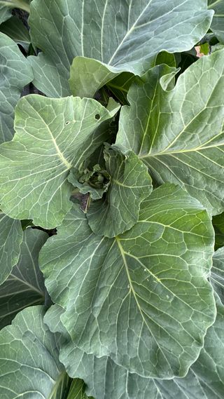 김성진님의 양배추 · 영농일지 작성글 사진