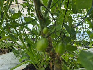 늘햇살팜 님의 기타작물 · 영농일지 작성글 사진