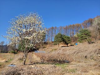 /송학 농원님의 블루베리 · 영농일지 작성글 사진