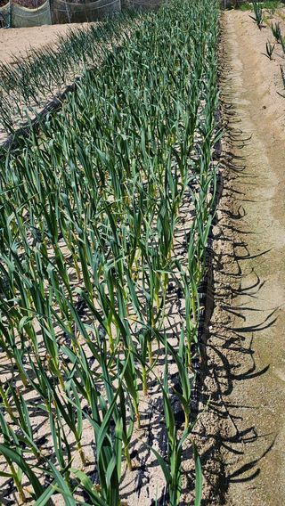 멋진인생님의 기타작물 · 영농일지 작성글 사진