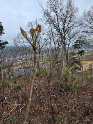 플러스밸류님의 두릅 · 영농일지 작성글 사진