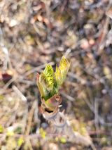 팜모닝 두릅·영농일지 게시글 이미지