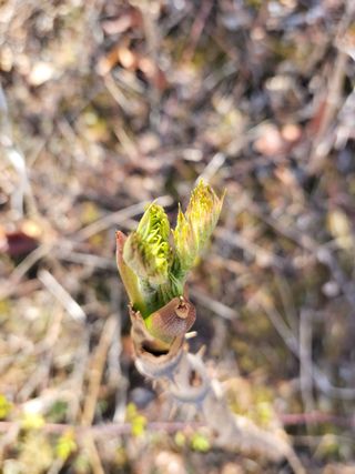/송학 농원님의 두릅 · 영농일지 작성글 사진