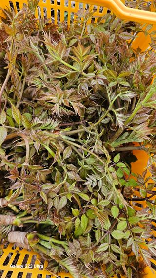 염봉섭님의 기타작물 · 영농일지 작성글 사진