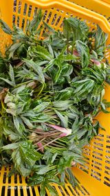 염봉섭님의 작성글 사진