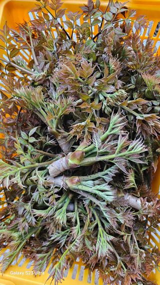 염봉섭님의 기타작물 · 영농일지 작성글 사진