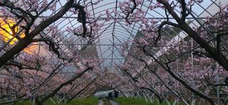 달맛햇복숭아농원님의 복숭아 · 영농일지 작성글 사진