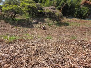 쌍둥이농장님의 기타작물 · 영농일지 작성글 사진