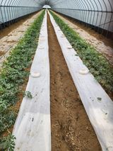 김저팔계님의 작성글 사진