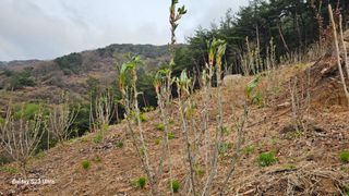 염봉섭님의 기타작물 · 영농일지 작성글 사진