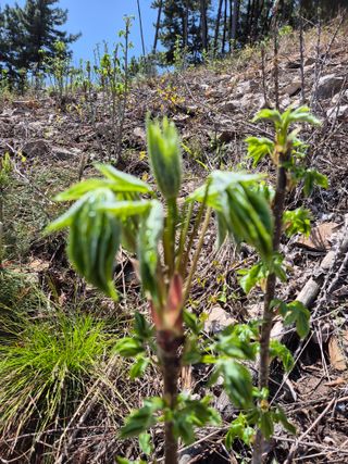 다래8403님의 기타작물 · 영농일지 작성글 사진