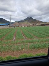 팜모닝 마늘·영농일지 게시글 이미지