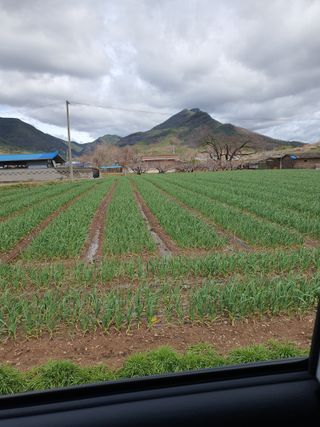 김영복님의 마늘 · 영농일지 작성글 사진