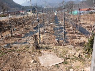 무주김근중님의 기타작물 · 영농일지 작성글 사진