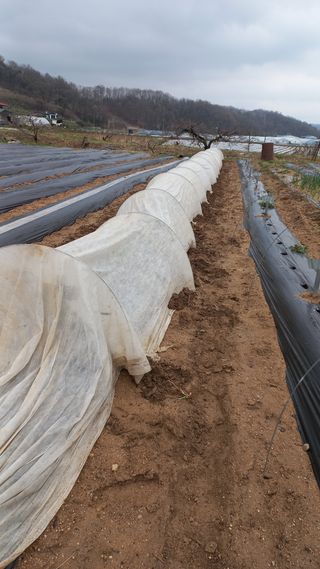 스핀킬님의 기타작물 · 영농일지 작성글 사진