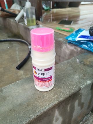 이상욱님의 양파 · 영농일지 작성글 사진