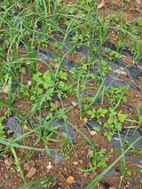 팜모닝 기타작물·영농일지 게시글 이미지