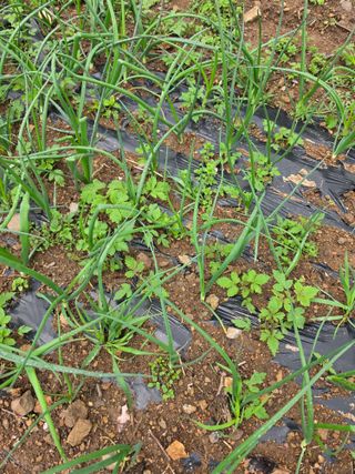 김성환님의 기타작물 · 영농일지 작성글 사진