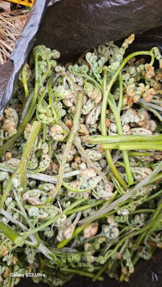 염봉섭님의 기타작물 · 영농일지 작성글 사진