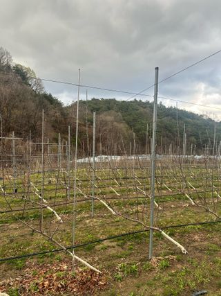 임영택님의 사과 · 영농일지 작성글 사진