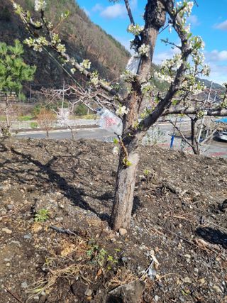 김용대님의 기타작물 · 영농일지 작성글 사진