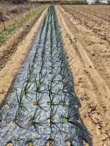 팜모닝 기타작물·영농일지 게시글 이미지