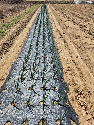 농민님의 기타작물 · 영농일지 작성글 사진