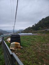 팜모닝 고추·영농일지 게시글 이미지