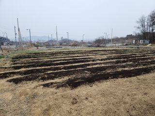 정미옥님의 감자 · 영농일지 작성글 사진