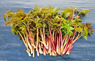 홍천산채농원님의 기타작물 · 영농일지 작성글 사진