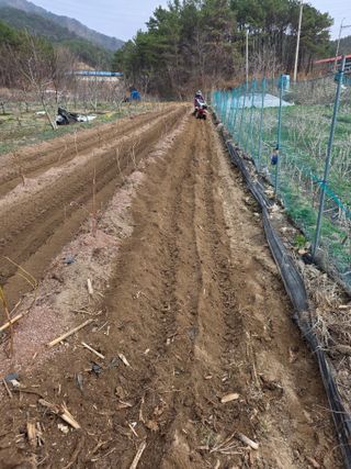 체리농원님의 기타작물 · 영농일지 작성글 사진