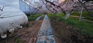 달맛햇복숭아농원님의 복숭아 · 영농일지 작성글 사진