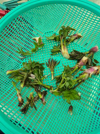 주병민님의 기타작물 · 영농일지 작성글 사진