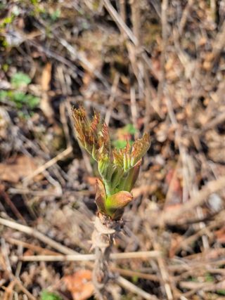 /송학 농원님의 두릅 · 영농일지 작성글 사진