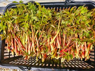 홍천산채농원님의 기타작물 · 영농일지 작성글 사진