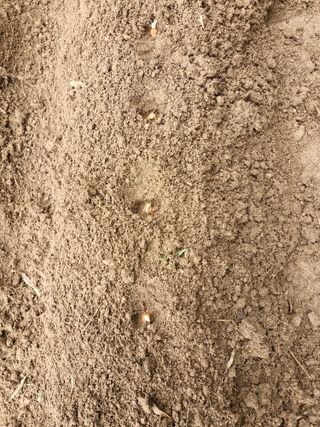 성은모님의 기타작물 · 영농일지 작성글 사진